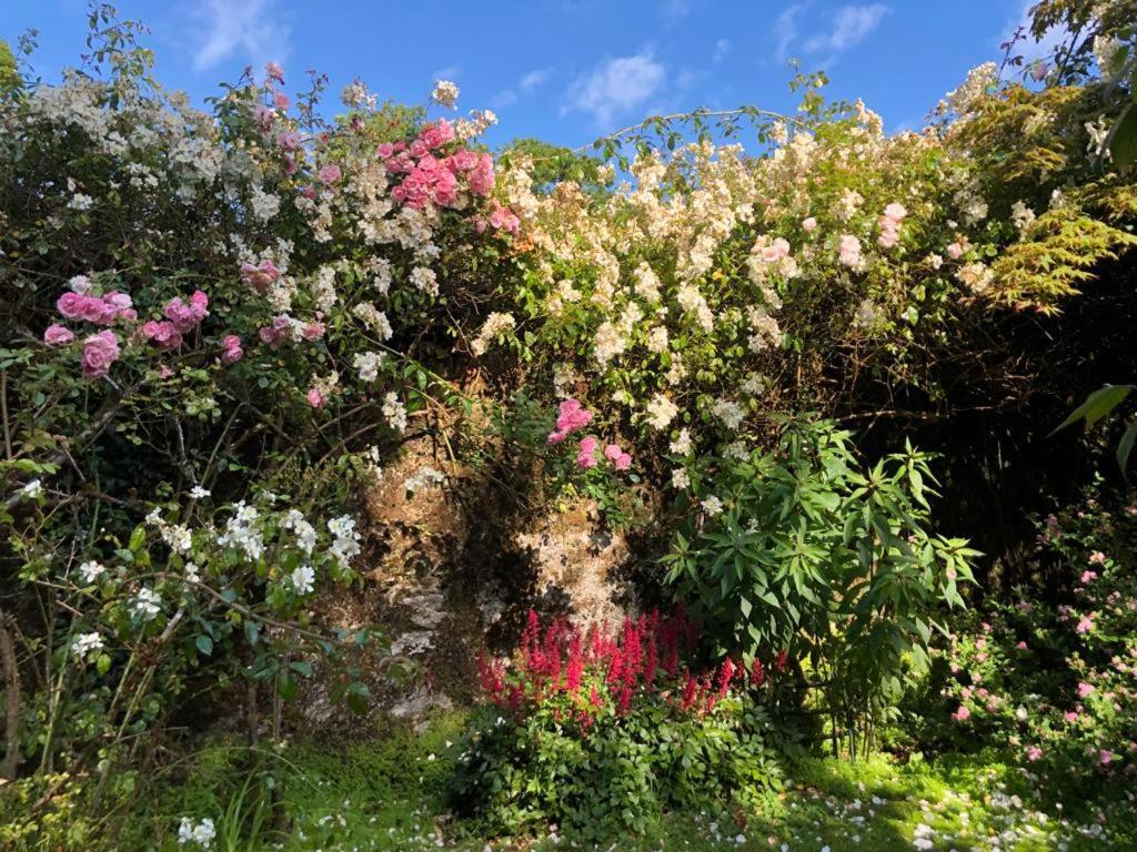 Shanagarry Kilmahon House, P25A973 Bed & Breakfast エクステリア 写真