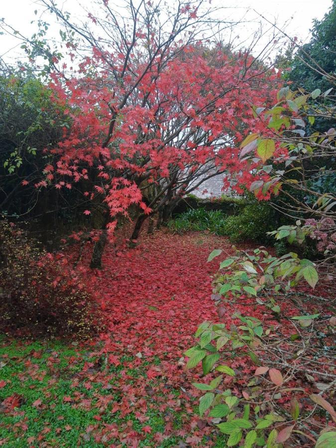 Shanagarry Kilmahon House, P25A973 Bed & Breakfast エクステリア 写真